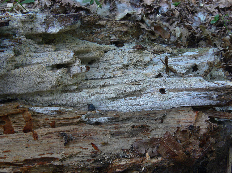 Phanerochaete raduloides? (Phanerochaete aculeata)