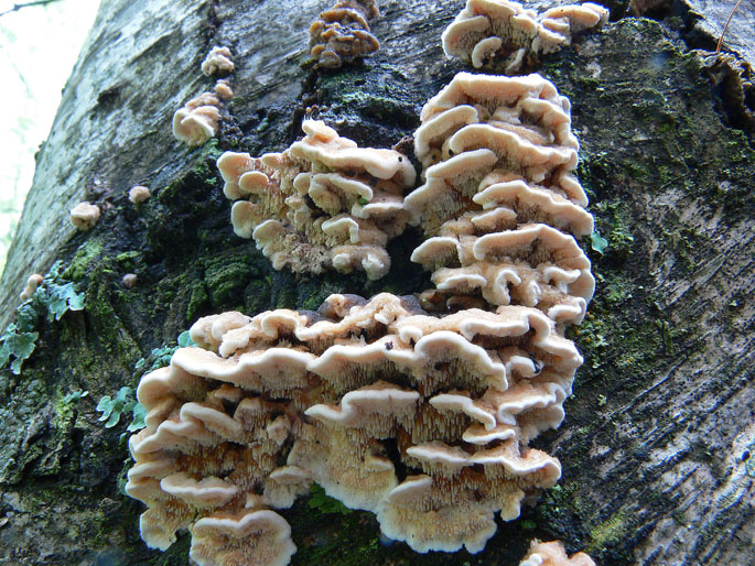 Aphyllophorales a 1500 metri di quota