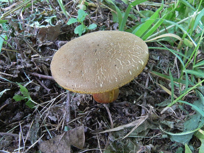 Ancora Xerocomus