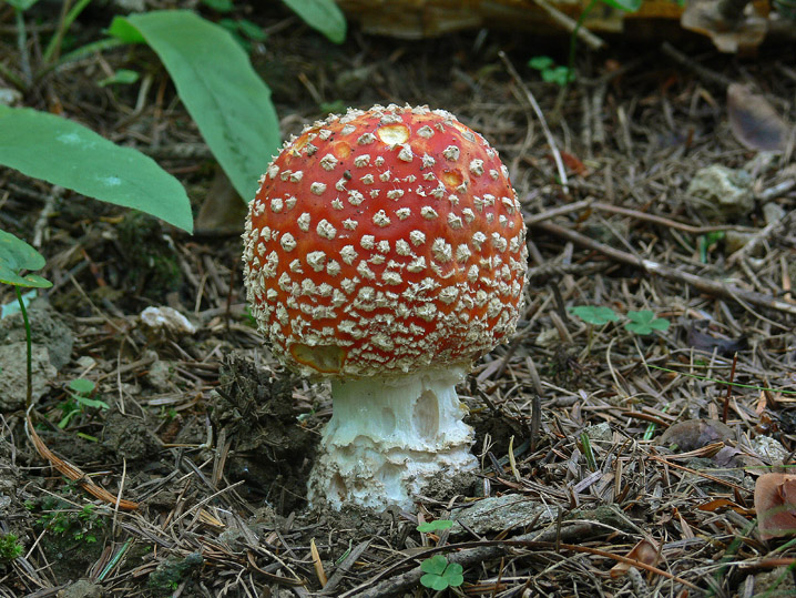 Amanita muscaria