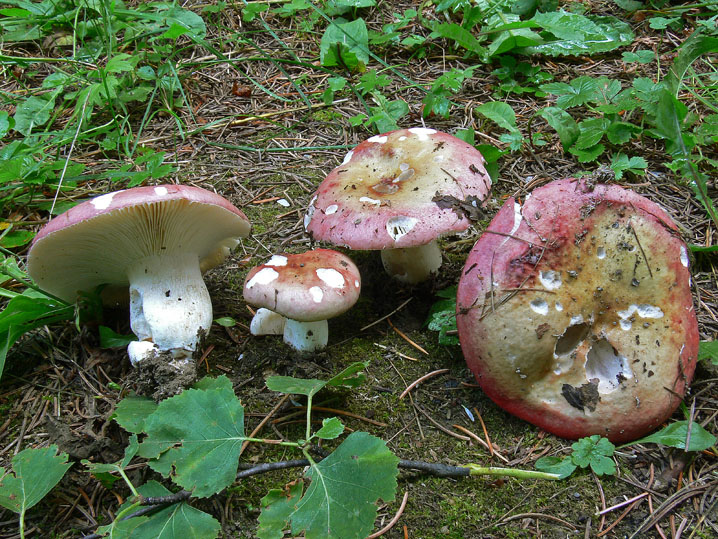 Russula exalbicans