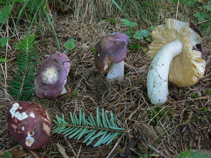 Russula turci