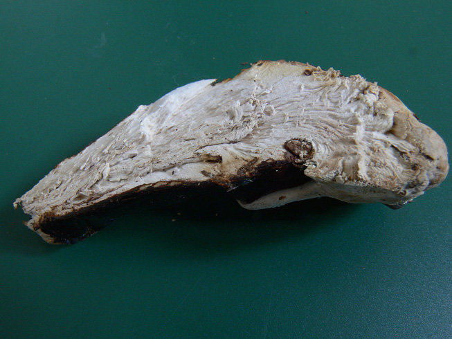 Ganoderma valesiacum Boud