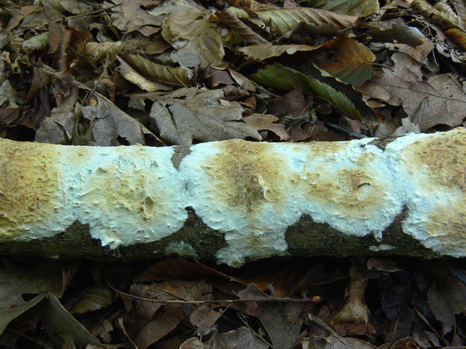 Da determinare (Ceraceomyces serpens)