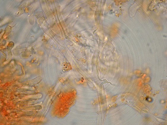 Curiosità più che determinaz.-foto6074(Postia leucomallella)