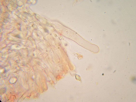 Mutatoderma mutatum