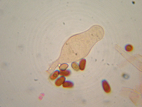 Psathyrella da determinare (cfr. Psathyrella spadiceogrisea)