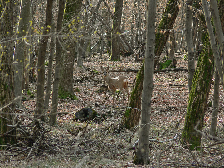 Marzo-Aprile 2009