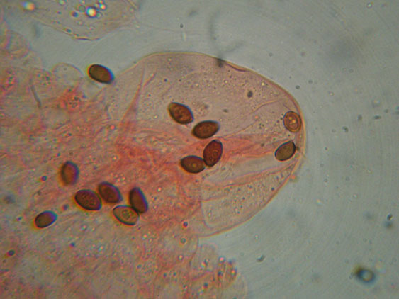 Raccolte del 30 e  31 Maggio