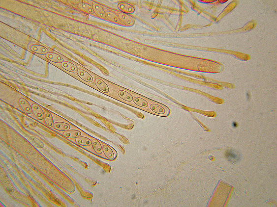 Peziza da determinare