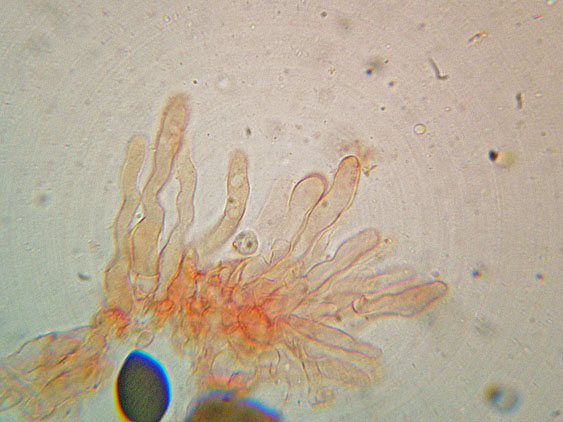 Panaeolus papilionaceus var. papilionaceus (Bull.) Quél