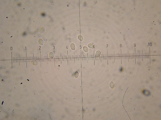 Clitocybe phyllophila