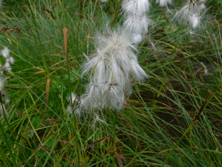 Eriophorum angustifolium?
