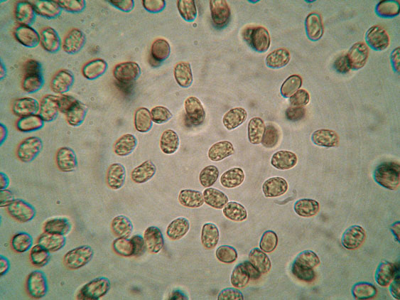 Gloiothele lactescens? (Gloiothele lactescens)