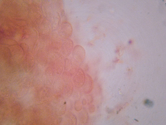 Da determinare (cfr. Conocybe utriformis)