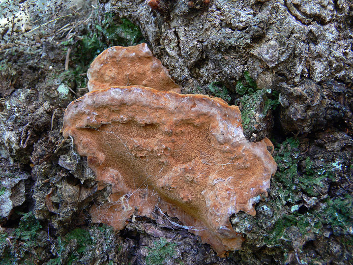 Estate 2008