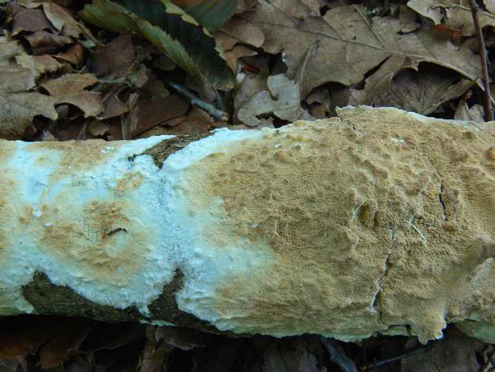 Da determinare (Ceraceomyces serpens)