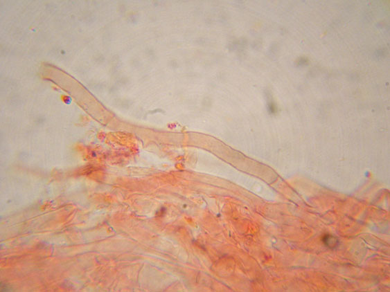 Crepidotus da determinare