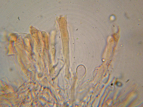 Mutatoderma mutatum