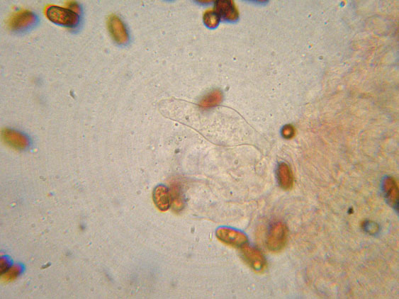 Psathyrella da determinare (cfr. Psathyrella spadiceogrisea)