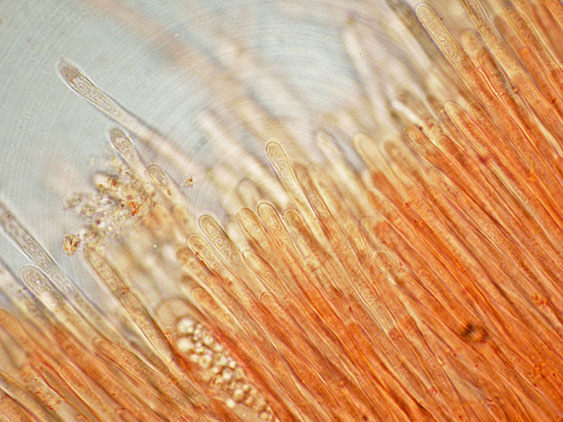 Raccolte del 20 e 21 Giugno