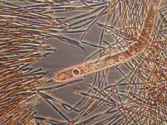 Raccolte del 20 e 21 Giugno