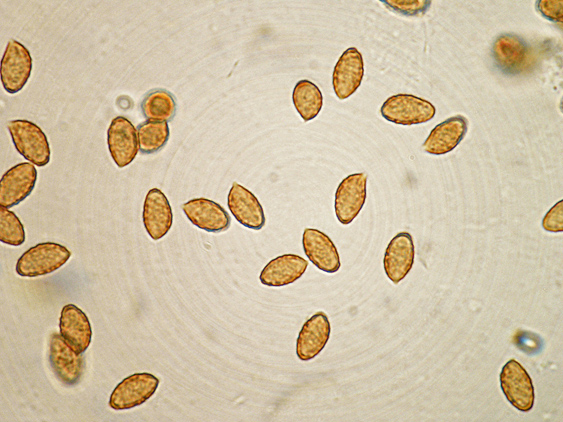 Cortinarius da determinare