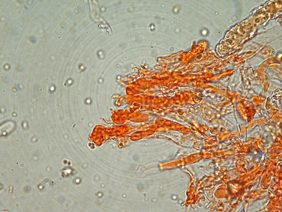 Due croste forse una su abete-foto0555(Hyphoderma setigerum)