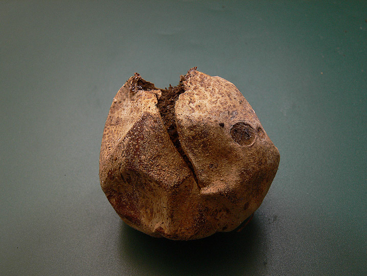 Bovista da determinare