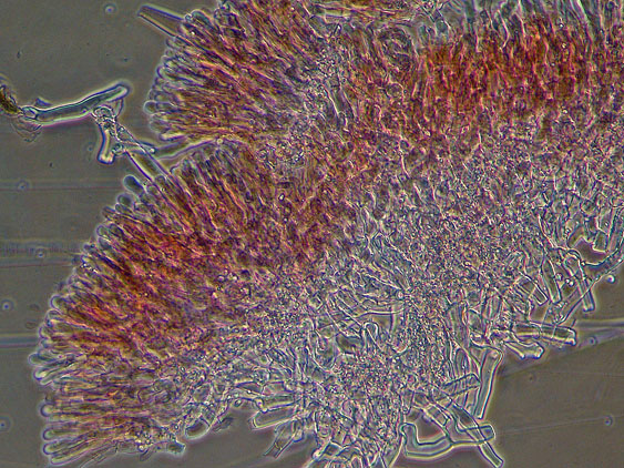 Quiz N.9 (Phanerochaete sordida )