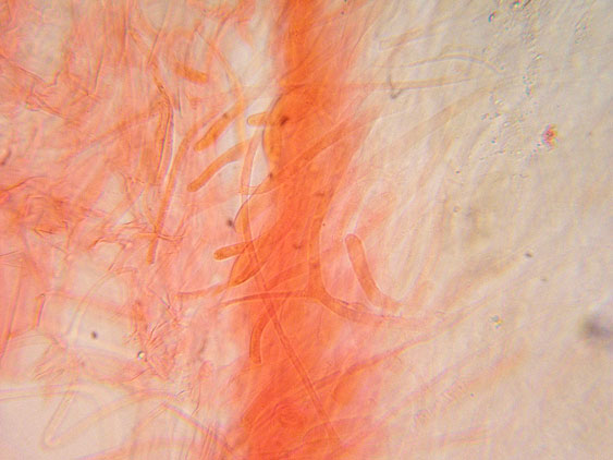 Entoloma da determinare (cfr. E. aprile/ E. lucidum)