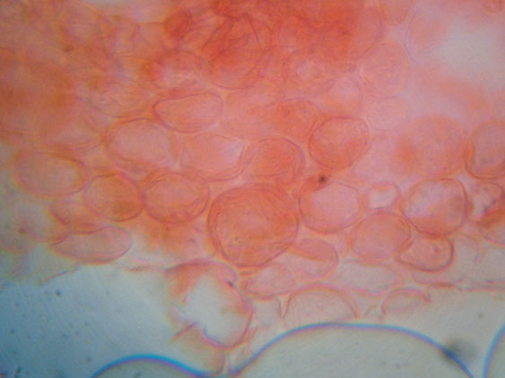 Da determinare (cfr. Conocybe utriformis)