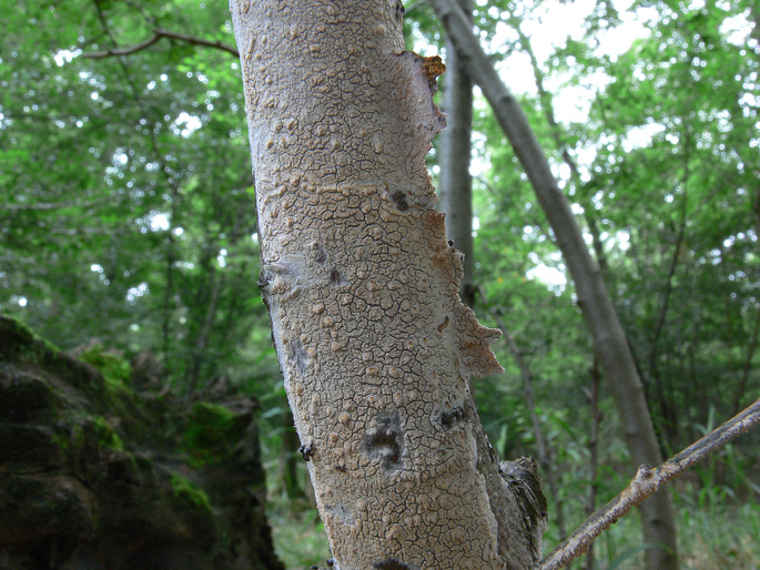 Hyphoderma roseocremeum? (Hyphoderma roseocremeum)