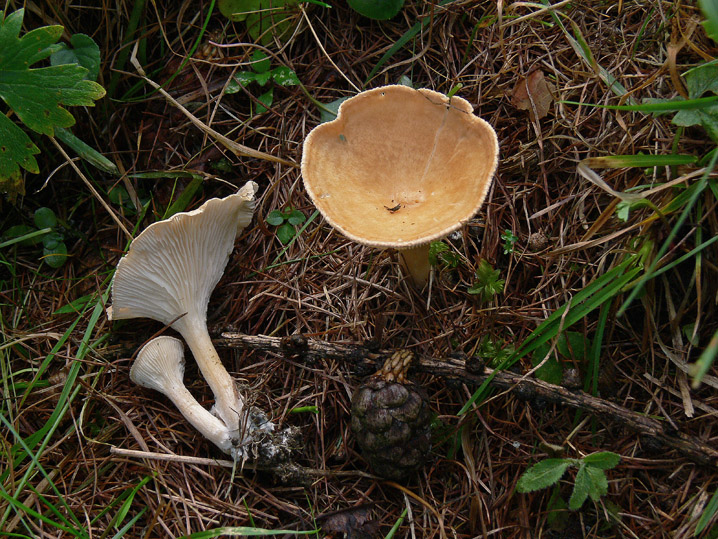 Clitocybe gibba