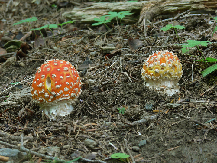 Amanita muscaria