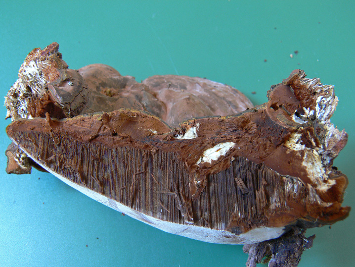 Il contesto di un Ganoderma (Ganoderma adspersum)