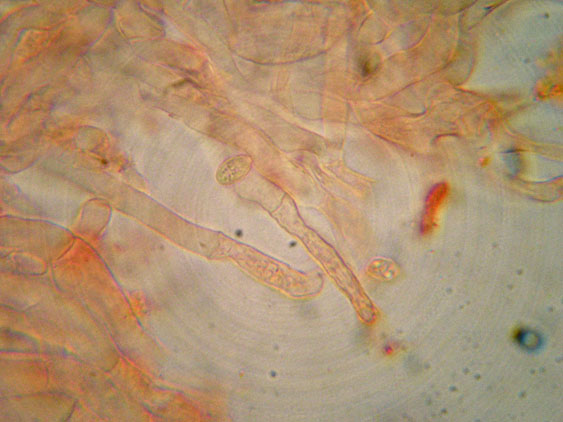 Crepidotus da determinare