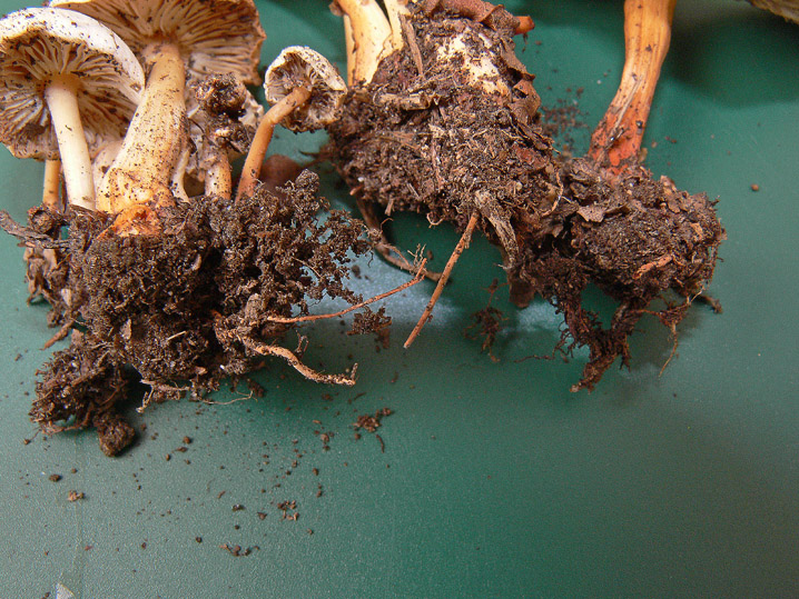 Raccolte del 2 Maggio