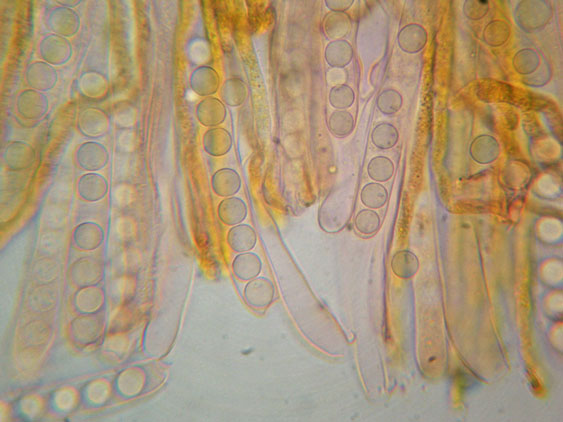 Raccolte del 30 e  31 Maggio