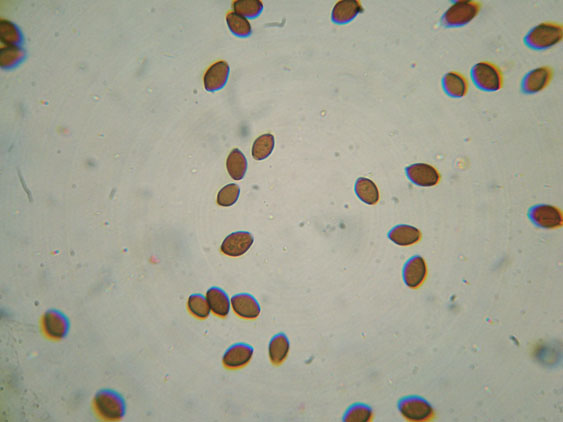 Raccolte del 30 e  31 Maggio