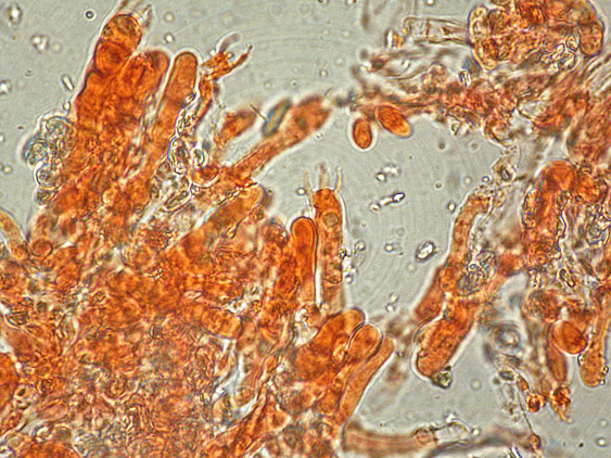 Due croste forse una su abete-foto0555(Hyphoderma setigerum)