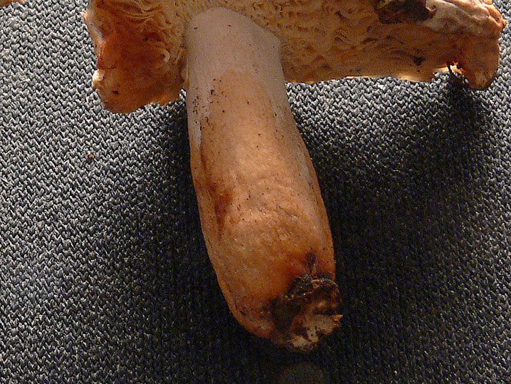 Russula insignis?