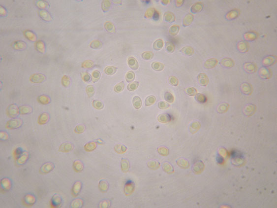 Da determinare (cfr. Callistosporium sp.)