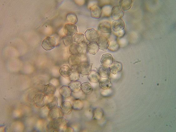 Entoloma da determinare (cfr. E. aprile/ E. lucidum)