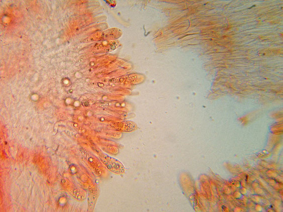 Entoloma da determinare (cfr. E. aprile/ E. lucidum)