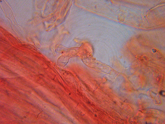 Da determinare (cfr. Conocybe utriformis)