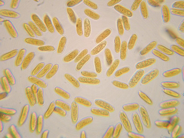 Hyphoderma roseocremeum? (Hyphoderma roseocremeum)