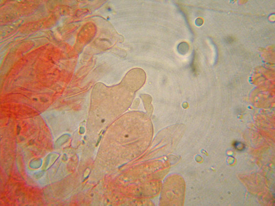 Mycena da determinare (cfr. Mycena galericulata)