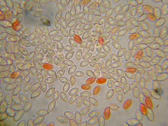 Crepidotus da determinare