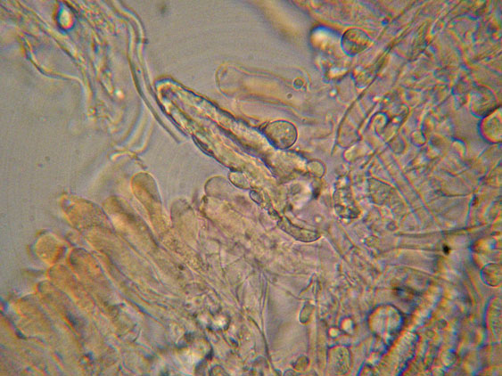 Mutatoderma mutatum